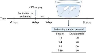 Long Non-coding RNA and mRNA Expression Change in Spinal Dorsal Horn After Exercise in Neuropathic Pain Rats